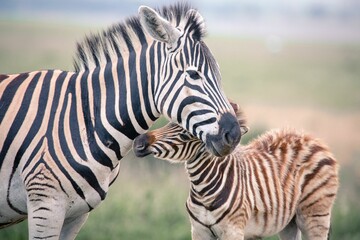 Fototapeta na wymiar Closeup of a zebra playing with its foal in a field