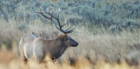 Bull Elk Drinking in Early Morning
