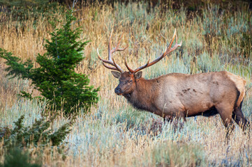 Fototapeta premium Solitary Bull Elk Standing in Yellowstone National Park