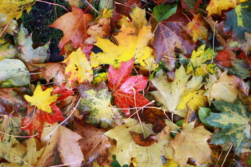 autumn leaves background