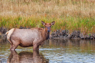 Female Elk Standing in a Pool of Water in Yellowstone National Park