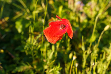 Red poppy flower among green grass at sunset.