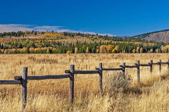 Wyoming Fence Line Bordering a Field Lined with Trees