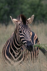 Vertical closeup of a zebra grazing in a field
