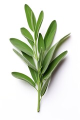 Sage leaves on white background. Ai Generative