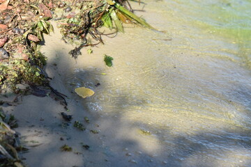 grass and water on sandy beach