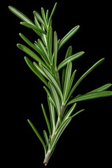 Fototapeta premium Rosemary isolated on black background. Ai Generative