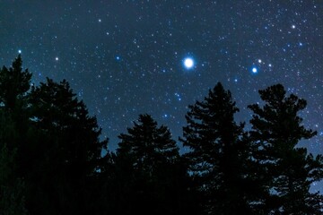 Fototapeta na wymiar Silhouette of trees in background of starry sky