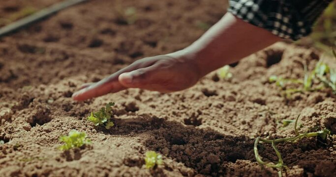 Farm, hand and man planting with sand for growth development of plants, vegetables or produce. Sustainable, agriculture and closeup of person with soil or dirt for agro environment in countryside.