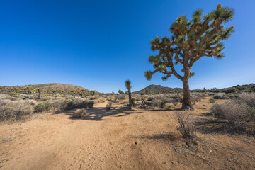 hiking the lost horse mine loop trail in joshua tree national park, california, usa
