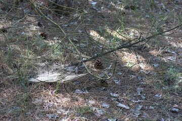 spider web in pine forest