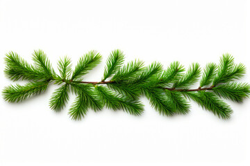 Branch of pine tree on white background with clipping path.