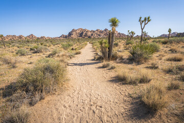 hiking the lost horse mine loop trail in joshua tree national park, california, usa