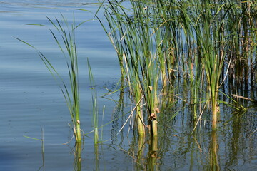 reeds in the water