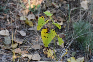 butterfly on the grass