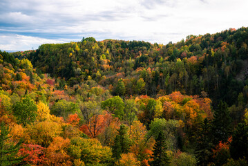 Obraz premium Quebec forest canopy at fall