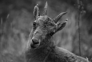 Closeup black and white shot of an alpine ibex looking at the camera on a blurred background