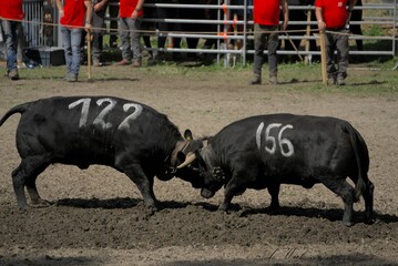 Traditional festival of two black cows fighting each other with horns in the sunlight