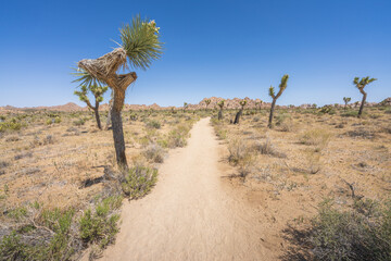 hiking the lost horse mine loop trail in joshua tree national park, california, usa