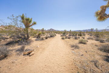 hiking the lost horse mine loop trail in joshua tree national park, california, usa