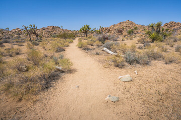 hiking the lost horse mine loop trail in joshua tree national park, california, usa