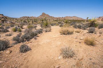 hiking the lost horse mine loop trail in joshua tree national park, california, usa