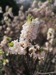 Spring landscape.  Blooming Daphne bush with many white inflorescences on a branch. Floral wallpaper.