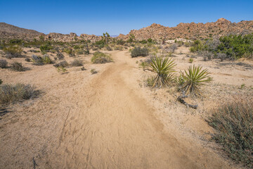 hiking the lost horse mine loop trail in joshua tree national park, california, usa