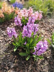 Flower bed with blooming Hyacinths or Hyacinthus .first spring flowers.
Floral Wallpaper