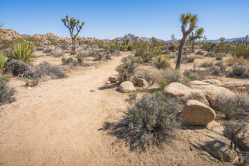 hiking the lost horse mine loop trail in joshua tree national park, california, usa