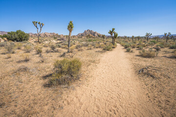 hiking the lost horse mine loop trail in joshua tree national park, california, usa