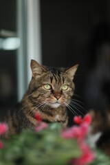 Vertical shot of a cat behind pink flowers with a blurry background and selective focus