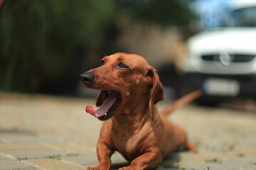 Closeup shot of a Dachshund dog lying on the ground with selective focus