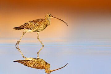 Curlew. Colorful nature background. Bird: Eurasian Curlew. Numenius arquata.