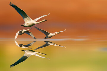 Swans flying over still water. Colorful nature background.