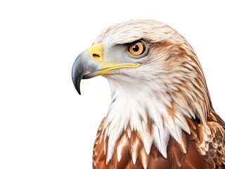Obraz premium Wild bird of prey eagle isolated on white background