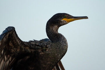 Cormorant. Phalacrocoracidae. Cormoran.