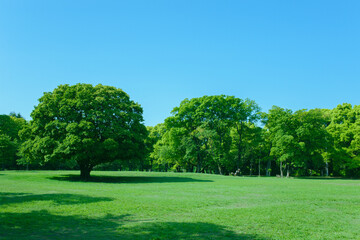 Green Trees in the park