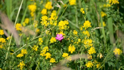 Obraz premium Beautiful yellow and pink flowers in the green meadow