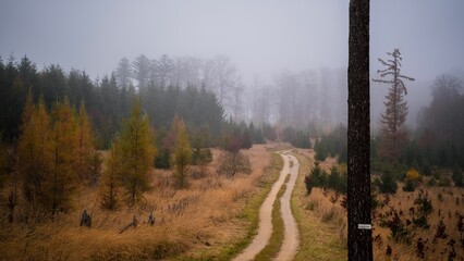 Beautiful view of a pathway in the field in a foggy weather