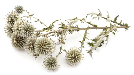 Branch of dry thistle.