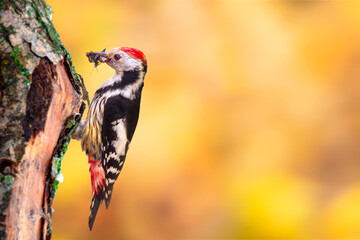 Cute Woodpecker on tree. Colorful nature background. Bird: Middle Spotted Woodpecker. Dendrocopos...