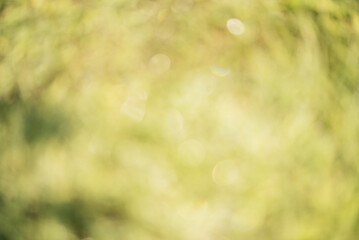 Natural defocus light with leaves. Green and yellow defocus background with water drops.