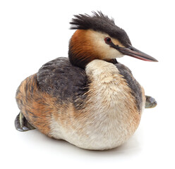 One grebe duck.