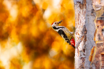 Fototapeta premium Cute Woodpecker on tree. Colorful nature background. Bird: Middle Spotted Woodpecker. Dendrocopos medius.