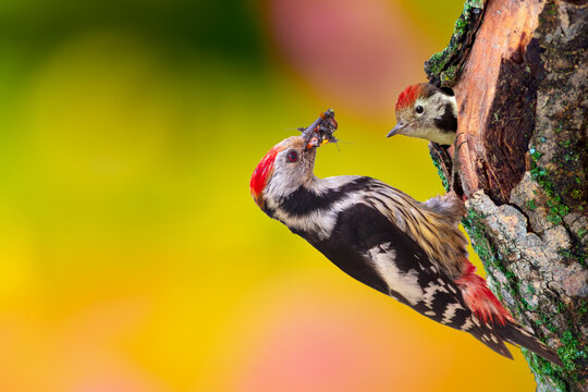 A woodpecker comes to its nest to feed its chicks. Colorful nature background. Bird: Middle Spotted Woodpecker. Dendrocopos medius.