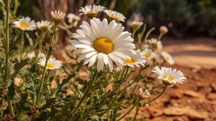 White daisies bloom in the garden. Selective focus. Springtime  concept with a space for a text. Valentine day concept with a copy space.