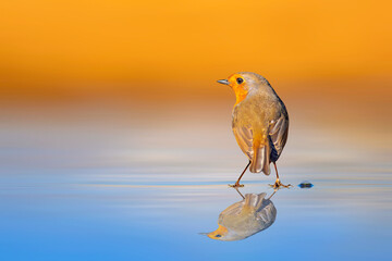 A cute bird photographed with its reflection on the water. Colorful nature background. 