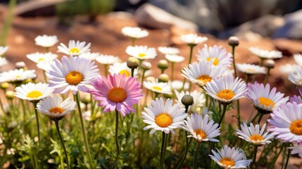 White and pink daisies in the garden. Nature background. Springtime  concept with a space for a text. Valentine day concept with a copy space.