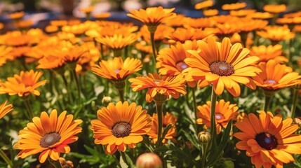 Beautiful orange gerbera flowers in the garden. Springtime  concept with a space for a text. Valentine day concept with a copy space.